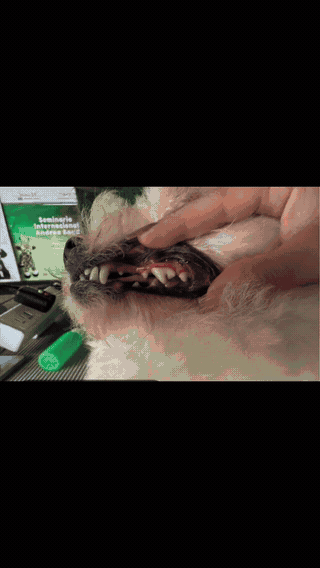 ADITIVO DENTAL PARA EL AGUA Aliento fresco • Higiene bucal diaria · GIF 1